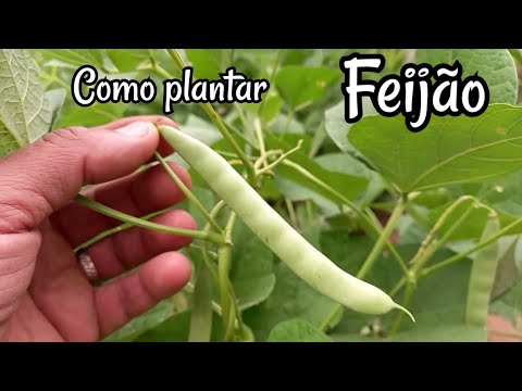 Como plantar Feijão, fácil e simples processo completo