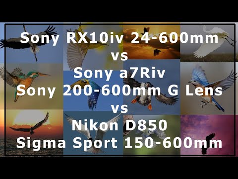 Sony RX10iv vs Sony a7Riv with 200-600mm Sony G OSS vs Nikon D850 with SIgma Sport 150-600mm