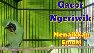 Download lagu Cucak Ijo ngeriwik Gacor Ampuh menaikkan Emosi Lawan mp3