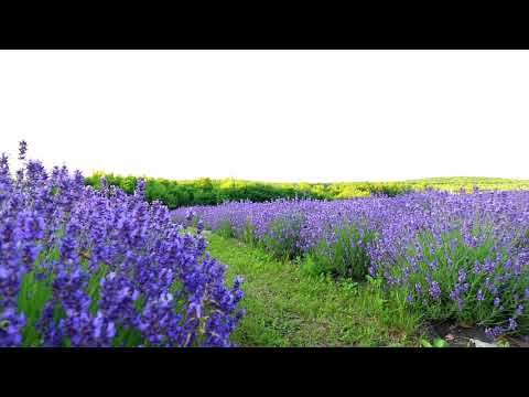 The Farm At summit Wynds