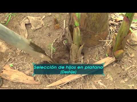 How to Destem a Plantain