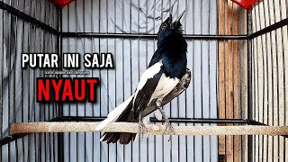Download lagu SUARA BURUNG kacer gacor NGEPLONG tarung ini paling ampuh buat PANCINGAN KACER agar EMOSI mp3