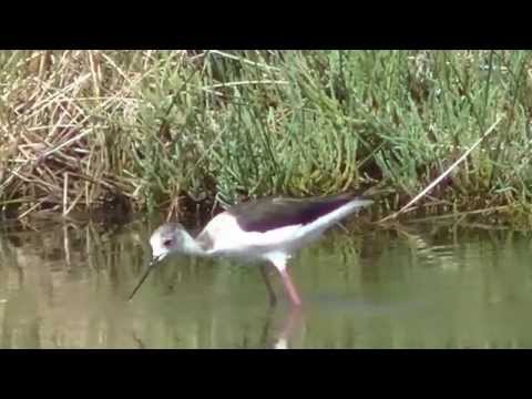 Cavaliere d’Italia al Lago di Monvalle