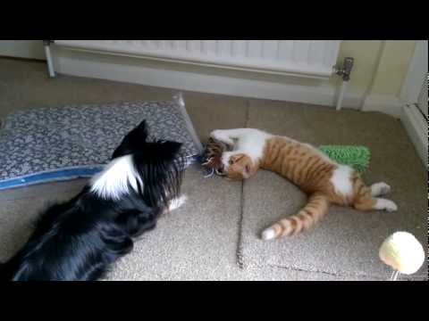 Winston Furball - Day 53 - I don't understand Caninese... do you want my mouse?