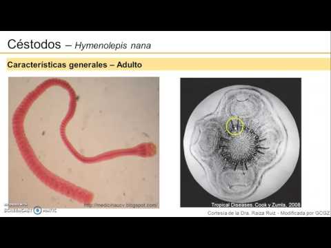 Hymenolepidosis fórum - Hogyan kell kezelni a paraziták az emberi test, Necatorosis kórokozó mi ez
