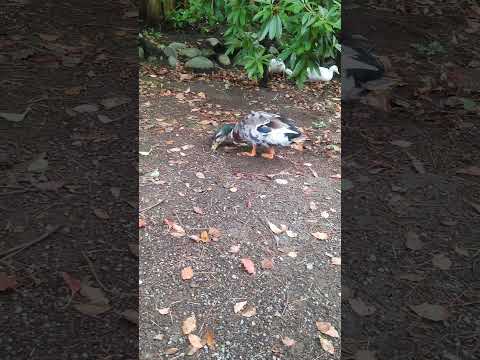 アヒルと野生のアヒルの好きな食べ物は何ですか?どれを避けるべきでしょうか?  庭園