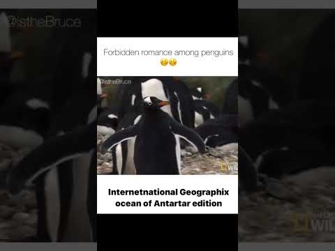 Forbidden romance among Penguins of Arab / Arab guy English Dubbed National Geography | Very funny 🤣
