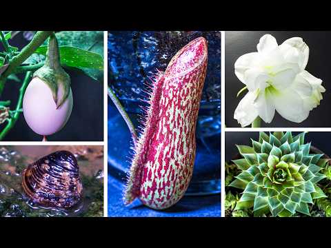 What 1,295-Day of Plant Growth Looks Like in 12-Minute (Time-Lapse)