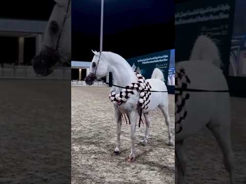 Arraab aljassimya Arabian horse gold medals🥇#horse #gold#medals #arabian #stallion#unfrezzmyaccount
