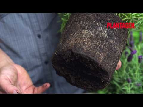 Fransk lavendel - så lyckas du