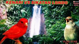Download lagu MASTERAN MURAI BATU FULL ISIAN KENARI SIKATAN LONDO   GEMERCIK AIR mp3
