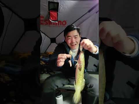 Overnight Ice Fishing Burbot - A Christmas Miracle