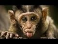 Lustiger Affe Videos Compilation 2014 [NEU HD]