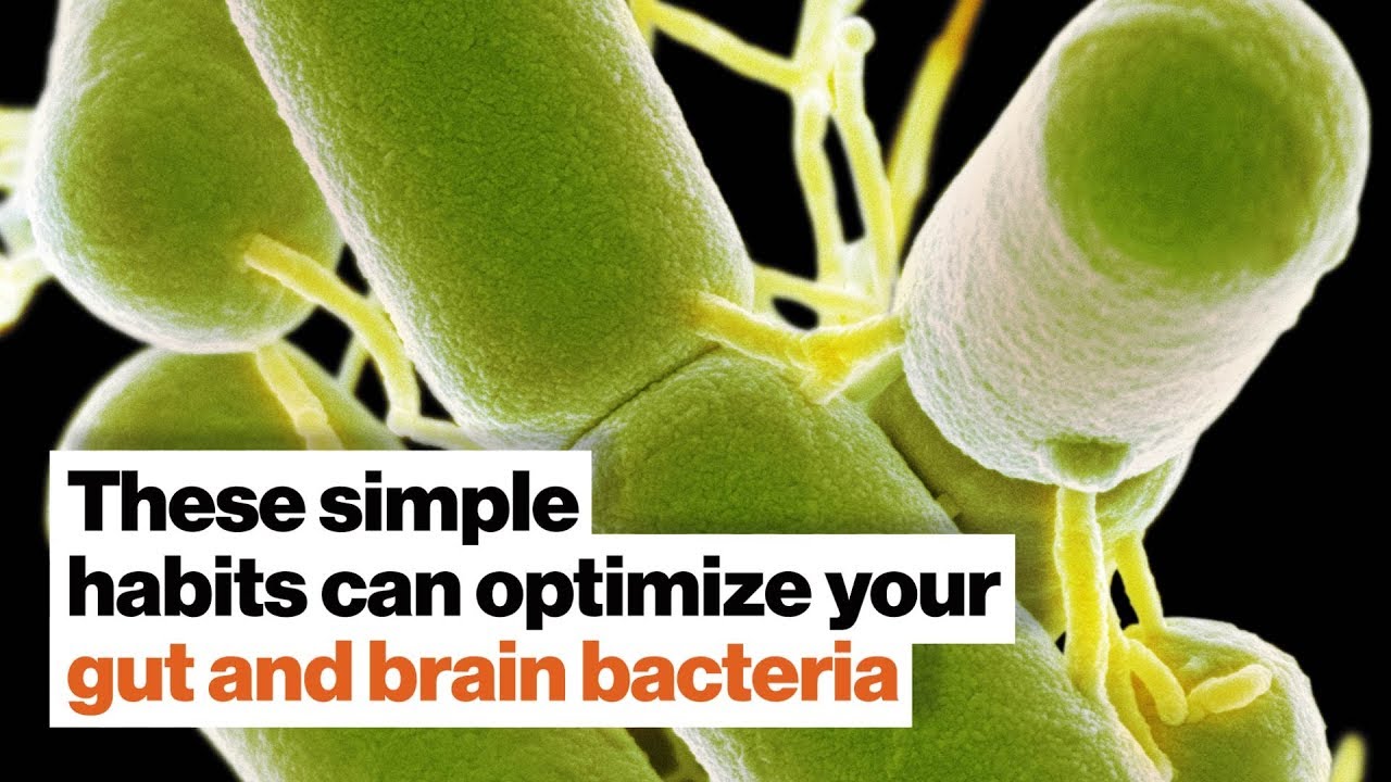 How to optimize your gut and brain bacteria | Dave Asprey | Big Think