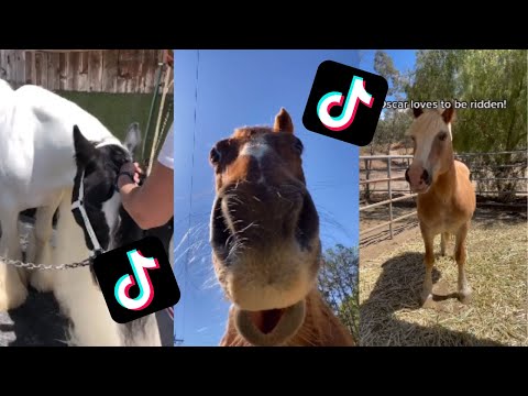 Des images de chevaux mignons/amusants qui sont devenus viraux !