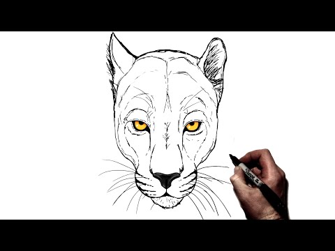 How To Draw A Panther | Step By Step