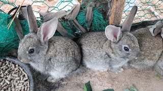 아기토기(rabbit) 7마리 땅속에서 밖으로 나왔더니 경계를 많이 합니다