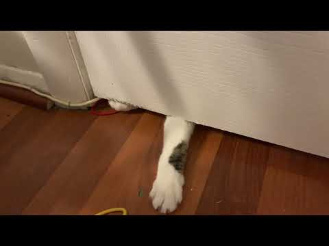 Cat Slave #13: Whose hand is this???