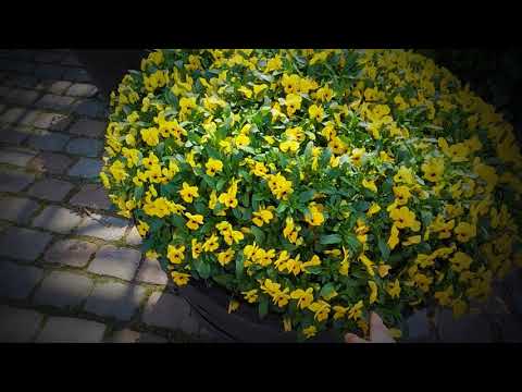 Ein Kindertraum wird wahr, wir haben wieder auf...