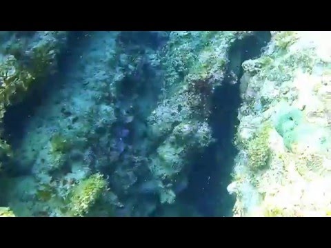 Free dives at French beach