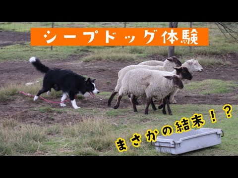 園芸 ボーダーコリー、牧羊犬