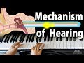 Mechanism Of Hearing Animation