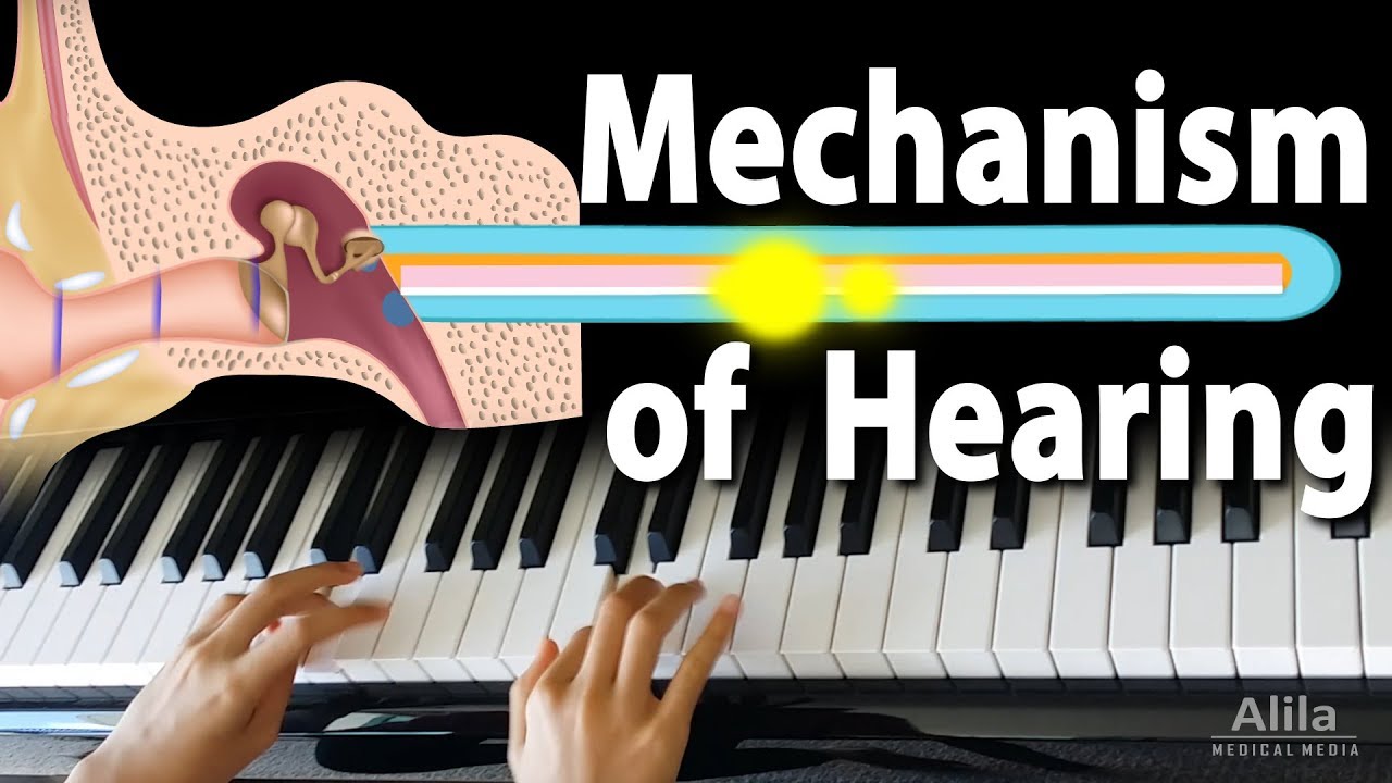 Mechanism of Hearing, Animation