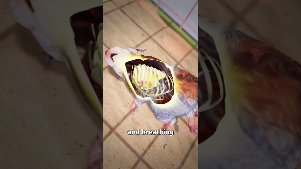 Why Your Hamster Might Not Be Dead 🤯