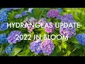 Hydrangeas In Bloom Summer 2022 More Colors Than Ever Before