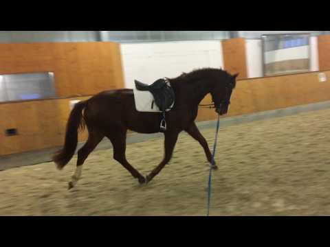 Floriscount-Londonderry-Weyden geb 2013