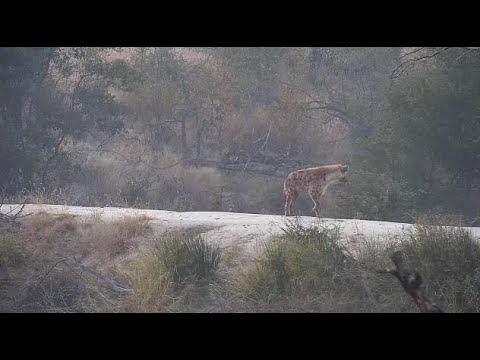 Djuma: Lone Hyena (known as Ribbon) - 06:48 - 06/21/20