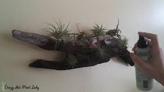 How to Water Air Plants