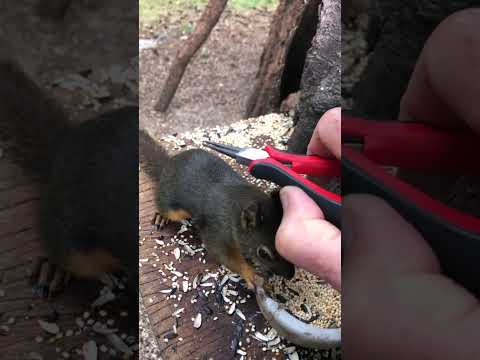 Removendo berne do esquilo #berne #esquilo #nojo