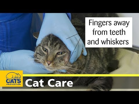 How to give your cat a pill by hand