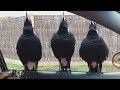 Serenaded by Australian Magpies
