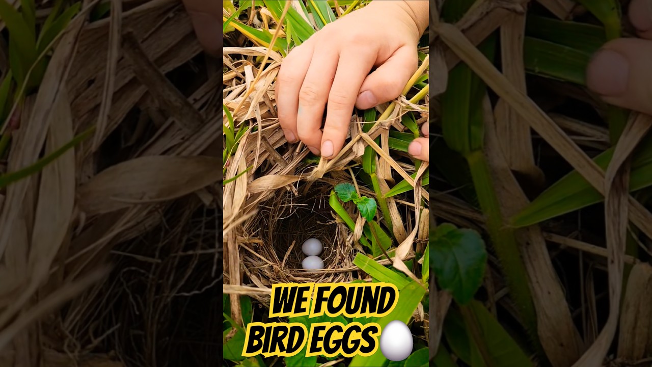 Tiny Bird Nest with Eggs – Amazon Jungle Discovery!