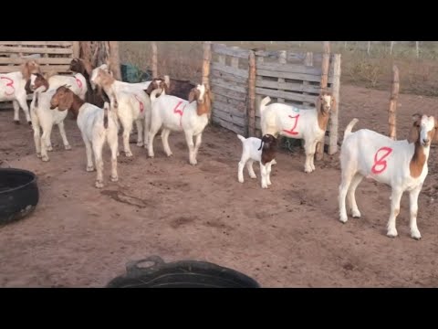 VENDO 10 NOVILHAS DA DE CABRA DA RAÇA BÔER EM SOLEDADE NA PARAÍBA