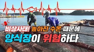 비상사태! 높아진 수온 때문에 양식장이 위험하다!