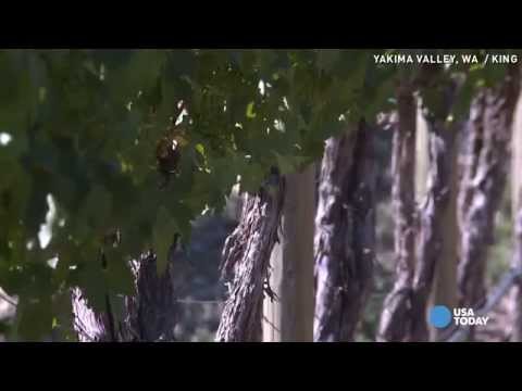 Wine makers wonder what drought will do to vineyards