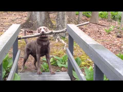 Dog vs Bridge - An Epic and Hilarious Battle!