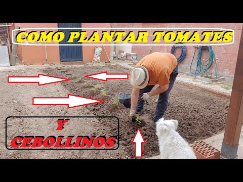 , title : 'COMO PLANTAR TOMATES Y CEBOLLINOS'
