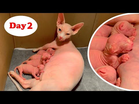 Sphynx Kitten having breast milk for the first time | DAY 2