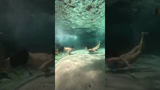 Download lagu Um beijo em baixo d’água! #brasil #waterfall #cachoeira #nature #ferias #fishing #camping #jalapão mp3