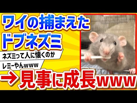 ペットのげっ歯類:種、品種、特徴