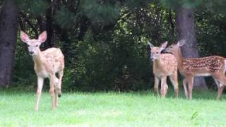 preview picture of video 'White tailed deer fawns triplets'