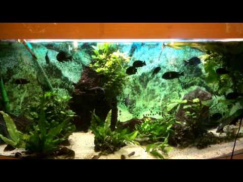 Helga Kury - My Pride ( Tanganjikasee Aquarium) TROPHEUS