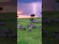 Thunderstorm in Africa ⚡️🦓 #tanzania #serengeti #africa