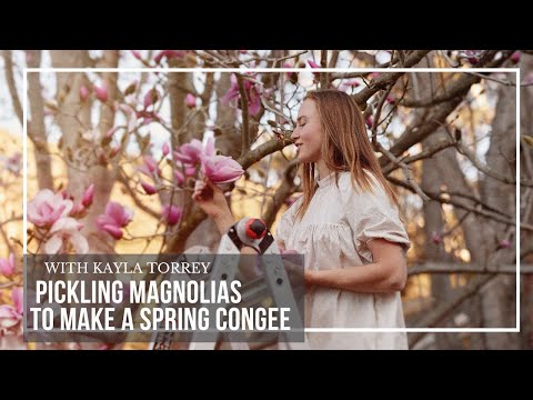 Foraging Magnolia Blooms: Warming Spring Congee Recipe
