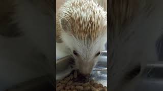 【咀嚼音】ハリネズミのちぃちゃんの昼食