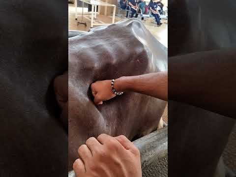 how to check rumen contractions